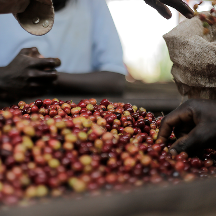 Burundi Murambi Hill Medium 12kg Coffee Beans – Wholesale