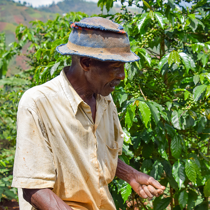 BURUNDI MURAMBI HILL Washed - Green Coffee Beans — Wholesale