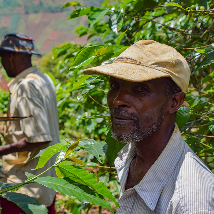 Burundi Murambi Hill Medium 12kg Coffee Beans – Wholesale