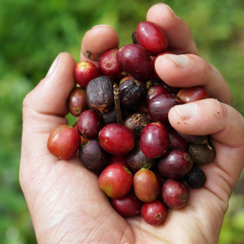 COLOMBIA CABRESTO ORGANIC Washed - Green Coffee Beans — Wholesale