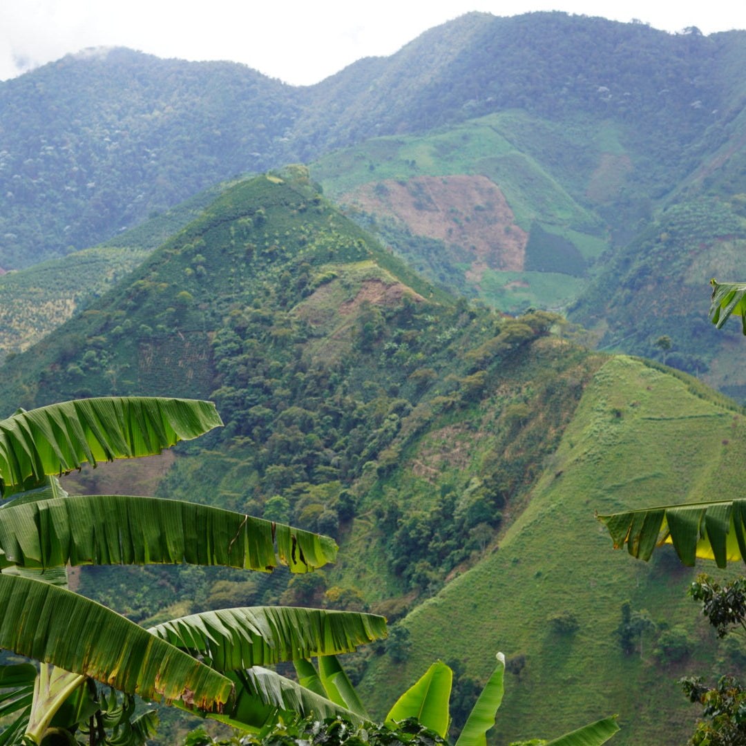 COLOMBIA CABRESTO ORGANIC Washed - Green Coffee Beans — Wholesale