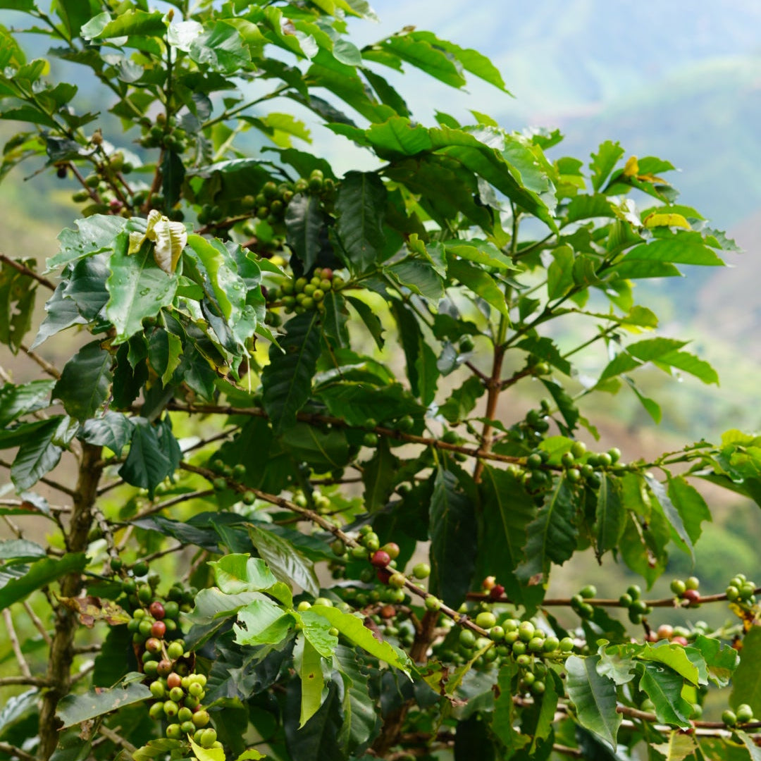 COLOMBIA CABRESTO ORGANIC Washed - Green Coffee Beans — Wholesale