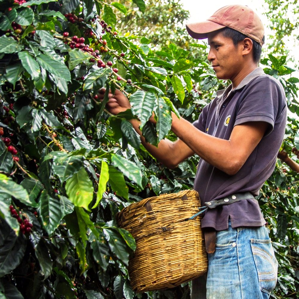 Honduras Santa Rosa Dark 1kg Coffee Beans — Wholesale