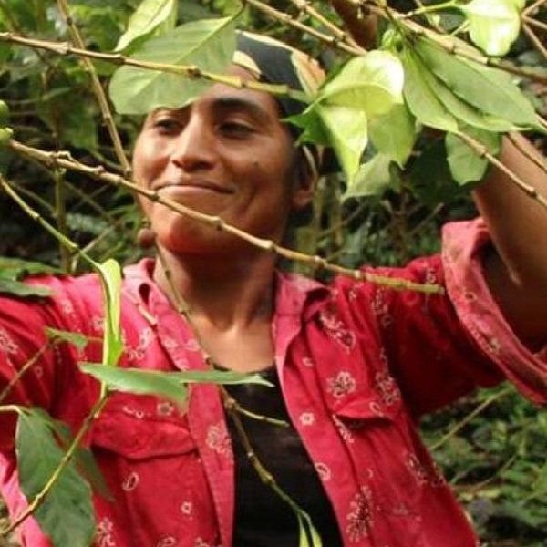 NICARAGUA MATAGALPA Washed - Green Coffee Beans — Wholesale