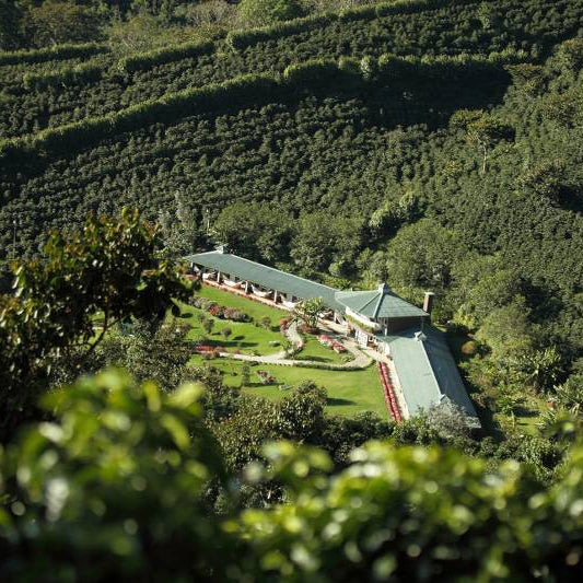 Panama Boquete Finca Hortigal 1kg Ground Coffee – Wholesale