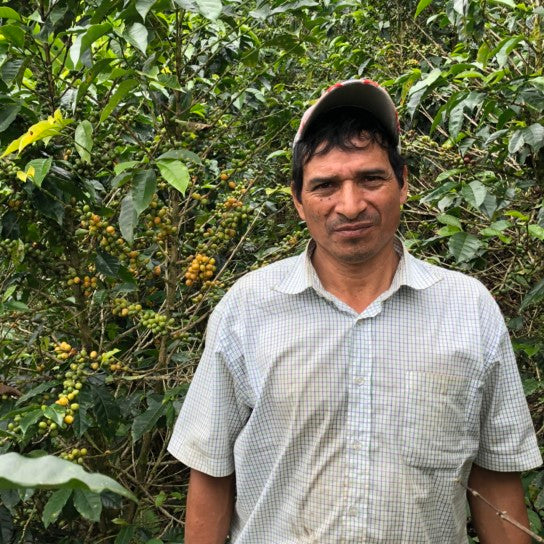 PERU SAN MARTIN SWISS WATER DECAF - Green Coffee Beans — Wholesale
