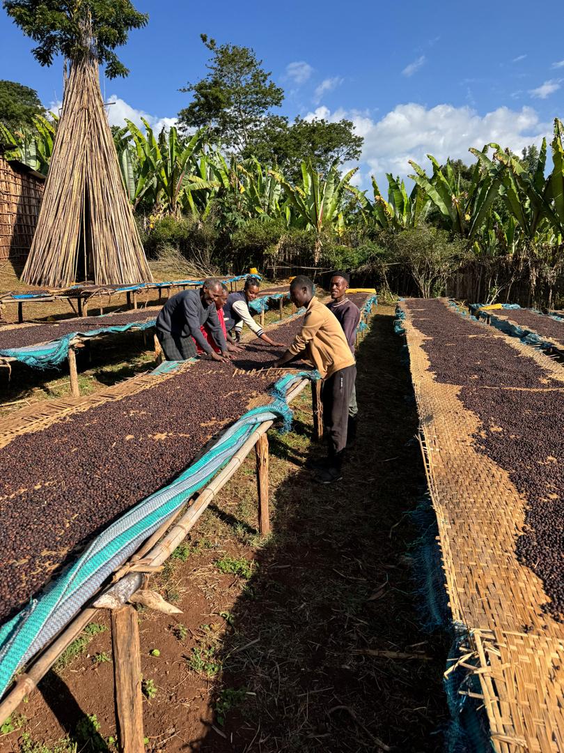 Ethiopia Yirgacheffe Koke Medium-Dark 1kg Ground Coffee — Wholesale