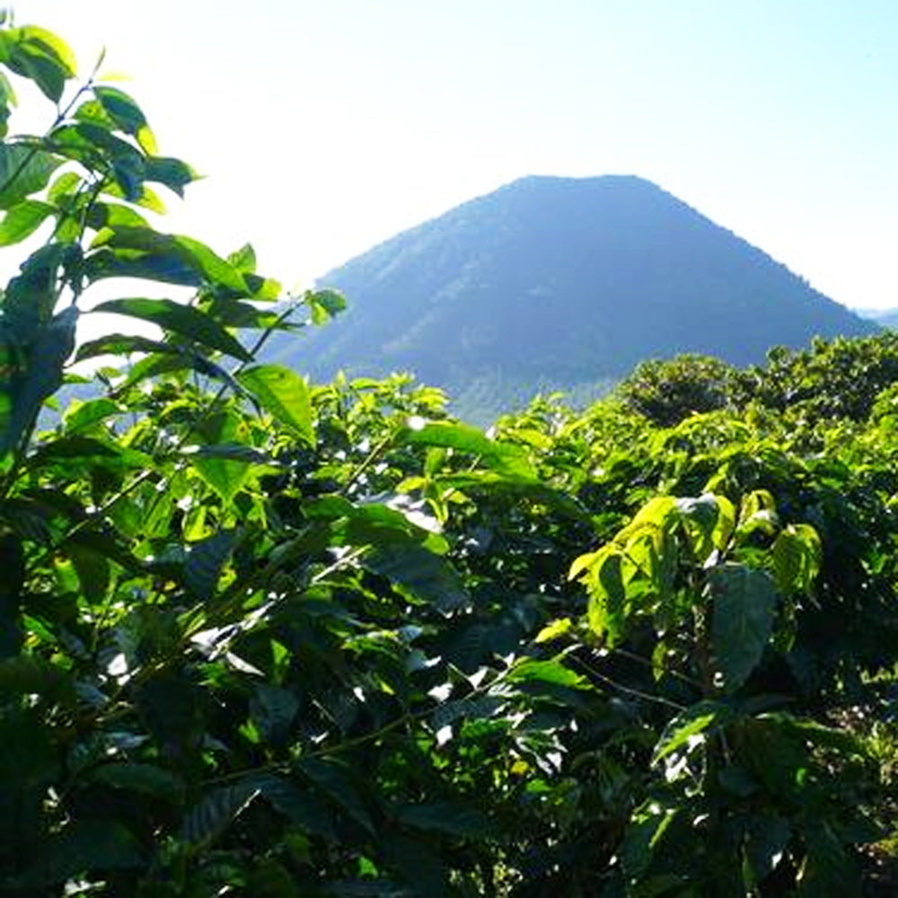 Rich Merchant Blend 1kg Ground Coffee — Wholesale