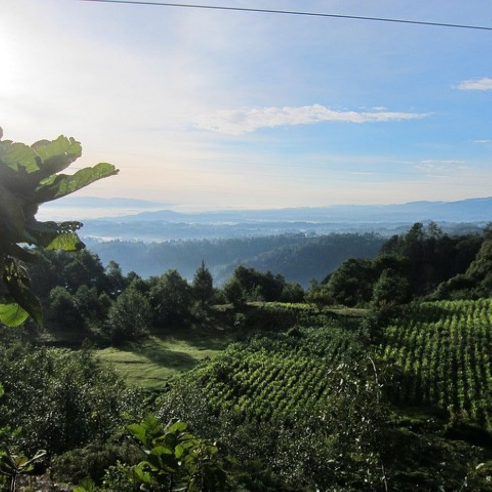 Scenic view of a lush green landscape with trees and a clear blue sky.