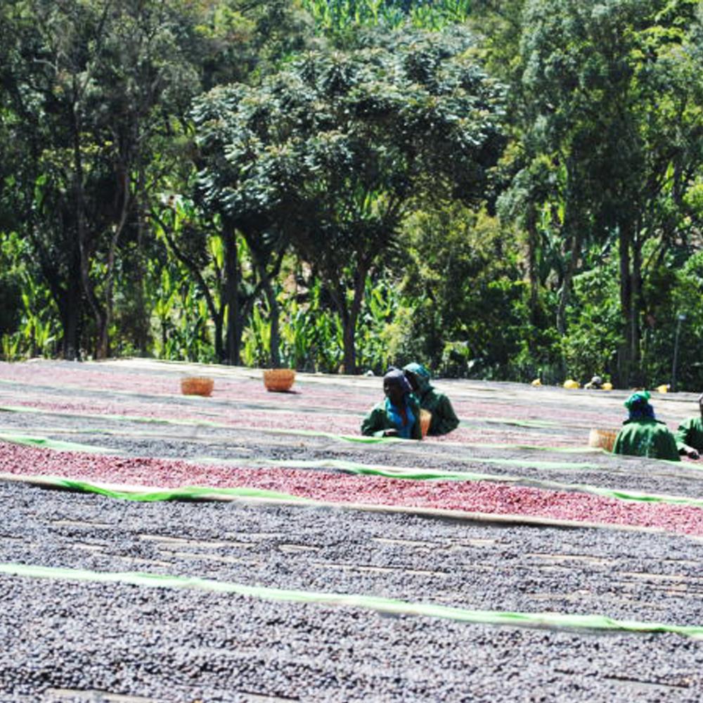 Redber, ETHIOPIA NATURAL DJIMMAH - Medium-Dark Roast Coffee Beans, Redber Coffee