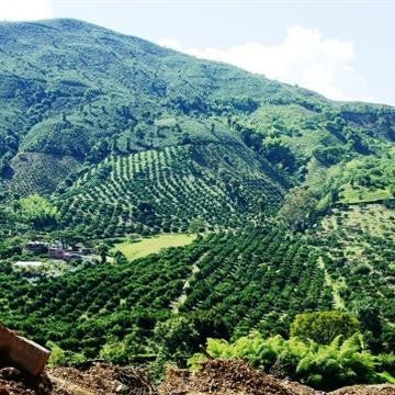 Redber, COLOMBIA FINCA SOFIA - Medium Roast Coffee, Redber Coffee