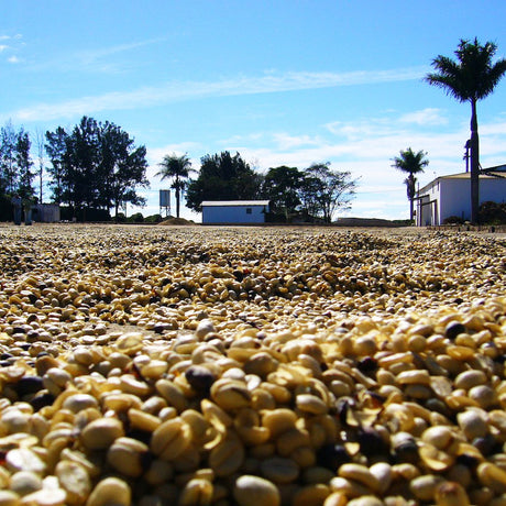 Redber, BRAZIL IPANEMA YELLOW CATUAI - Dark Roast Coffee Auto renew, Redber Coffee