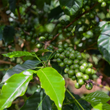 Burundi Murambi Hill Medium 12kg Coffee Beans – Wholesale