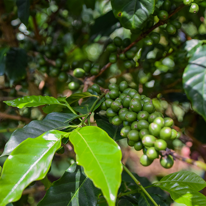 BURUNDI MURAMBI HILL Washed - Green Coffee Beans — Wholesale