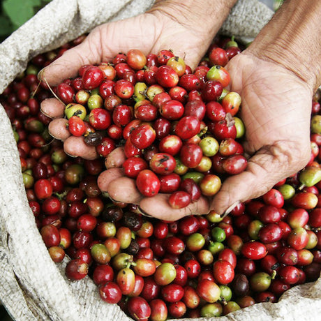 Colombian Coffee Beans Speciality Coffee Beans