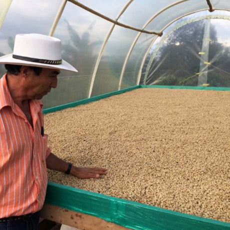 Colombia Huila coffee beans drying after washed processing in Colombia