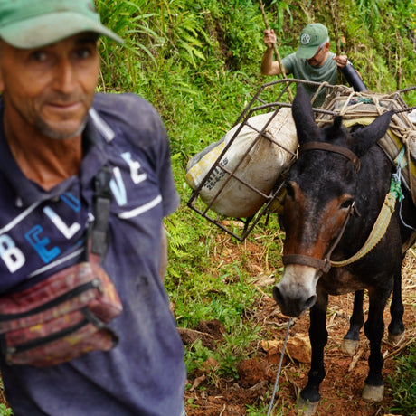 Two men with donkey carrying green coffee beans sack from a farm