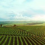 COLOMBIA FINCA SOFIA 19 - Green Coffee Beans — Wholesale
