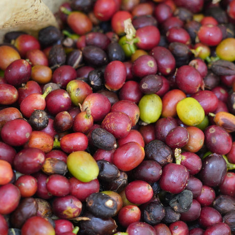 Close-up of a pile of red and green coffee beans