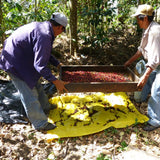 Redber, EL SALVADOR SAN ERNESTO (HONEY METHOD)- Medium-Dark Roast Coffee, Redber Coffee