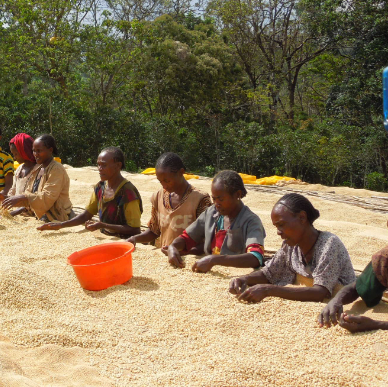 Ethiopia Yirgacheffe Koke Medium-Dark 1kg Ground Coffee — Wholesale