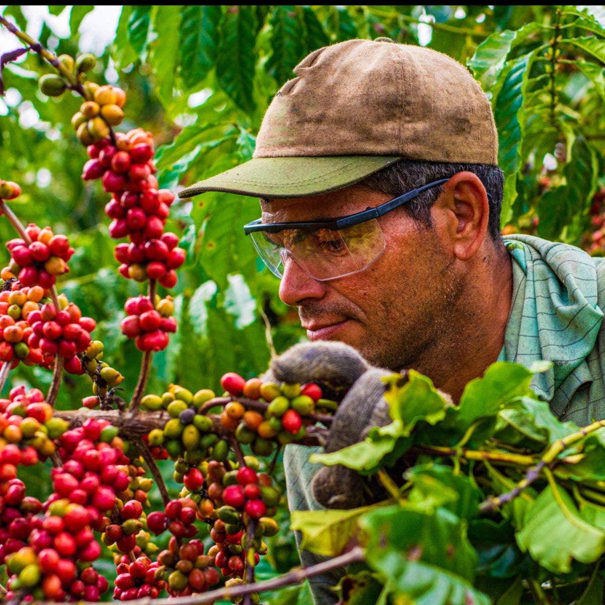 COLOMBIA FINCA SOFIA 19 - Green Coffee Beans — Wholesale