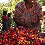 Guatemala Antigua - Dark Roast Filter Ground Coffee Sachets, Box of 40 — Wholesale