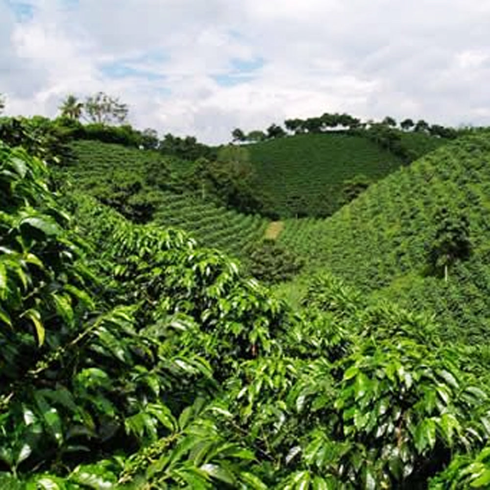 GUATEMALA DECAF SWISS WATER - Green Coffee Beans — Wholesale