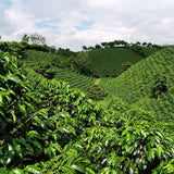 GUATEMALA DECAF SWISS WATER - Green Coffee Beans — Wholesale