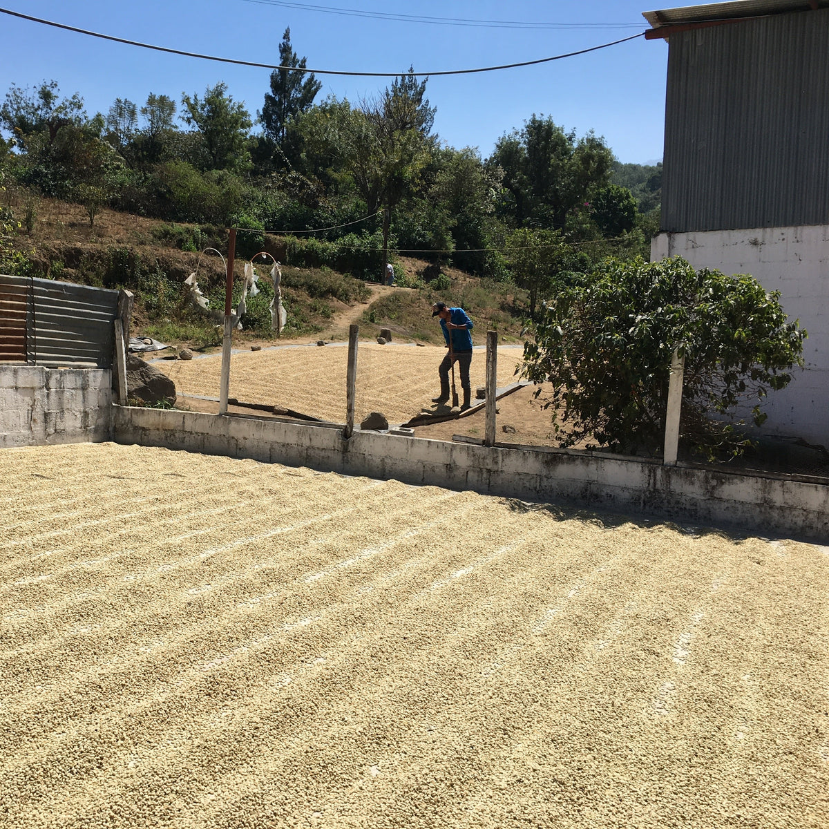 GUATEMALA DECAF SWISS WATER - Green Coffee Beans — Wholesale