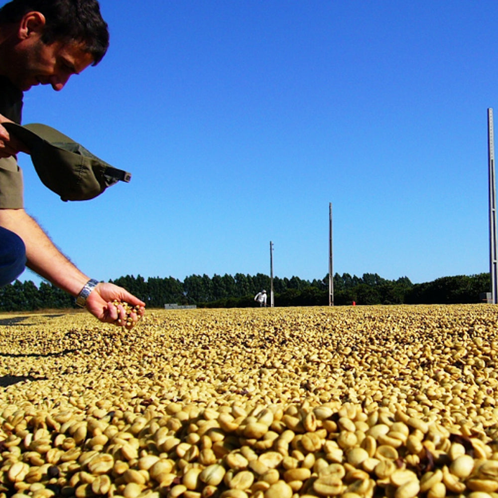 Guatemala Antigua Medium Dark 6kg Ground Coffee – Wholesale