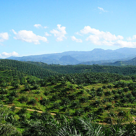 Scenic view of a lush green landscape with palm trees and mountains under a blue sky.