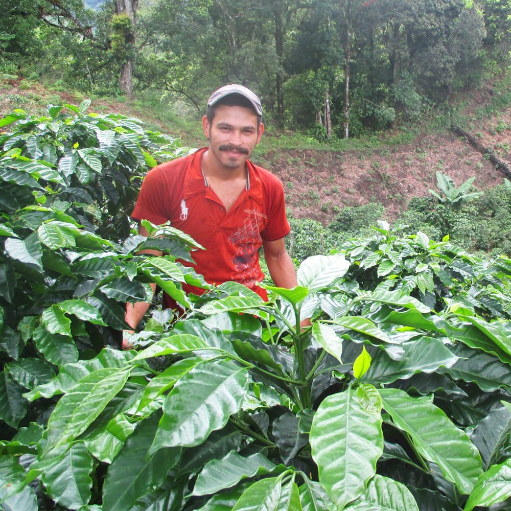 Honduras Santa Rosa Dark Pallet Coffee Beans — Wholesale
