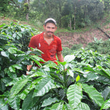 Honduras Santa Rosa Dark Pallet Coffee Beans — Wholesale