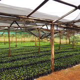 Redber, KENYA PEABERRY - Medium Roast Coffee Auto renew, Redber Coffee