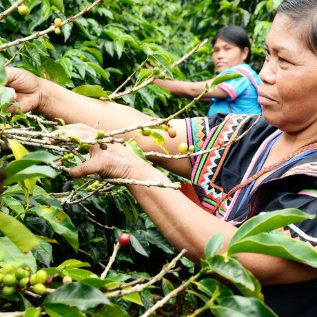 Panama Coffee
