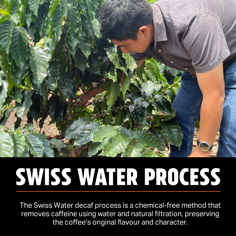 Guatemala Decaf Swiss Water Medium-Dark 6kg Ground Coffee – Wholesale