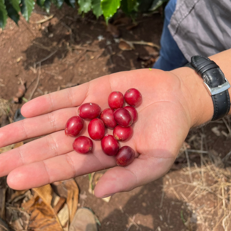 Peru Decaf Coffee Cherries