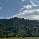 Ethiopia Yirgacheffee coffee farm