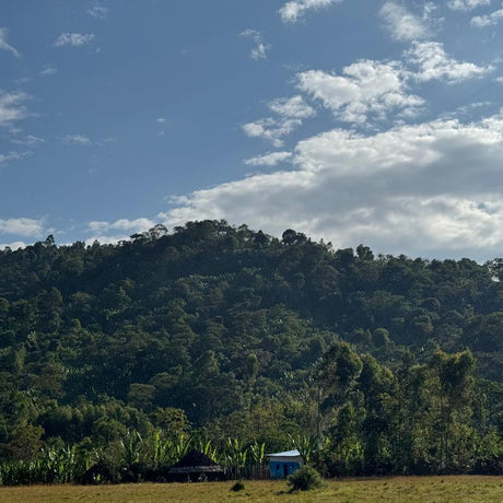 Ethiopia Yirgacheffee coffee farm