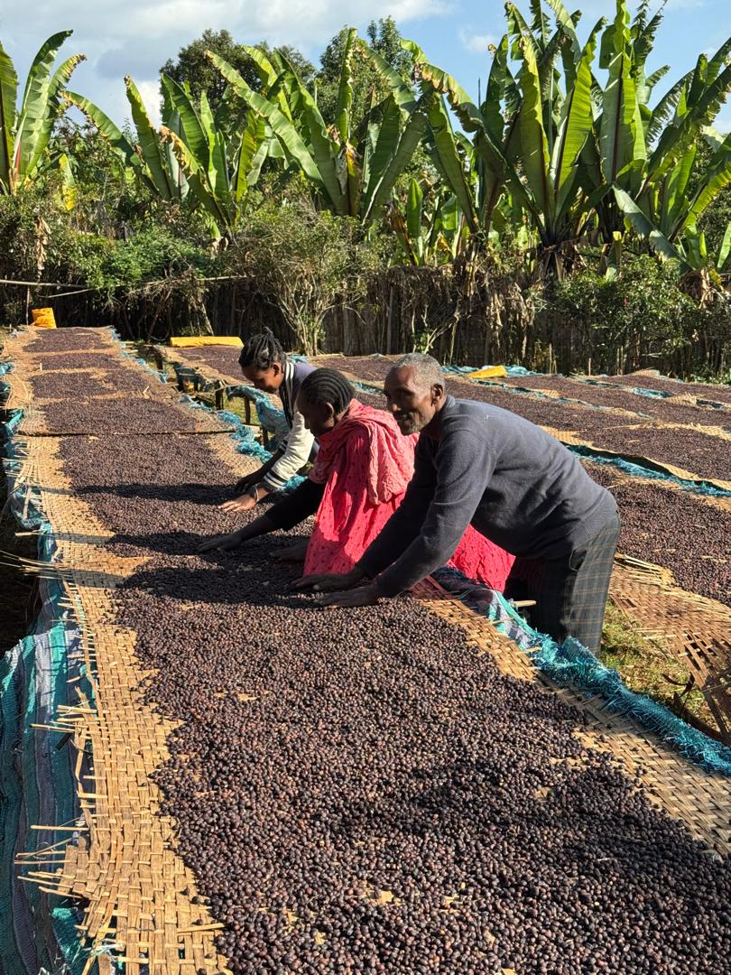 Ethiopia Yirgacheffee coffee farm