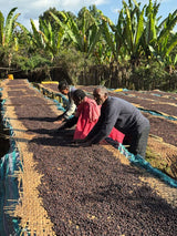 Ethiopia Yirgacheffee coffee farm