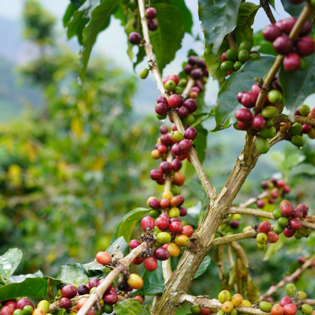 Colombia Cabresto Dark 1kg Ground Coffee – Wholesale