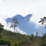 COLOMBIA MEDELLIN DECAF MOUNTAIN WATER - Green Coffee Beans — Wholesale