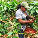 El Salvador Diamante Dark 12kg Coffee Beans — Wholesale