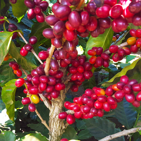 Redber, EL SALVADOR SAN ERNESTO (WASHED)- Dark Roast Coffee, Redber Coffee