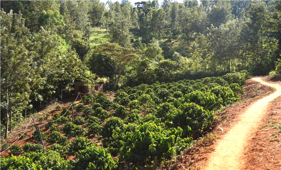 Kenya Peaberry Medium 1kg Ground Coffee — Wholesale