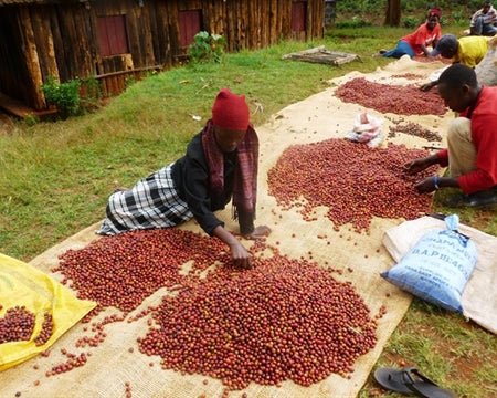 Kenya Peaberry Medium 1kg Ground Coffee — Wholesale