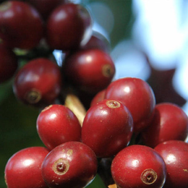 Panama Boquete Finca Hortigal 1kg Ground Coffee – Wholesale