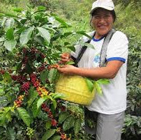 Peru Chanchamayo Coffe Beans Speciality Grade